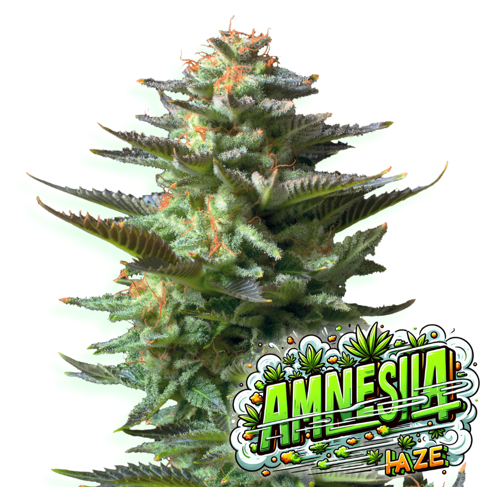 Baba Seeds I Amnesia kaufen | High420.de