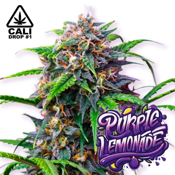 Baba Seeds Purple Lemonade Auto Cali Cannabis Samen