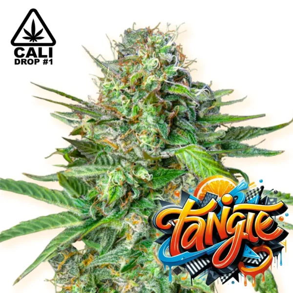 Baba Seeds Tangie Cali Cannabis Samen