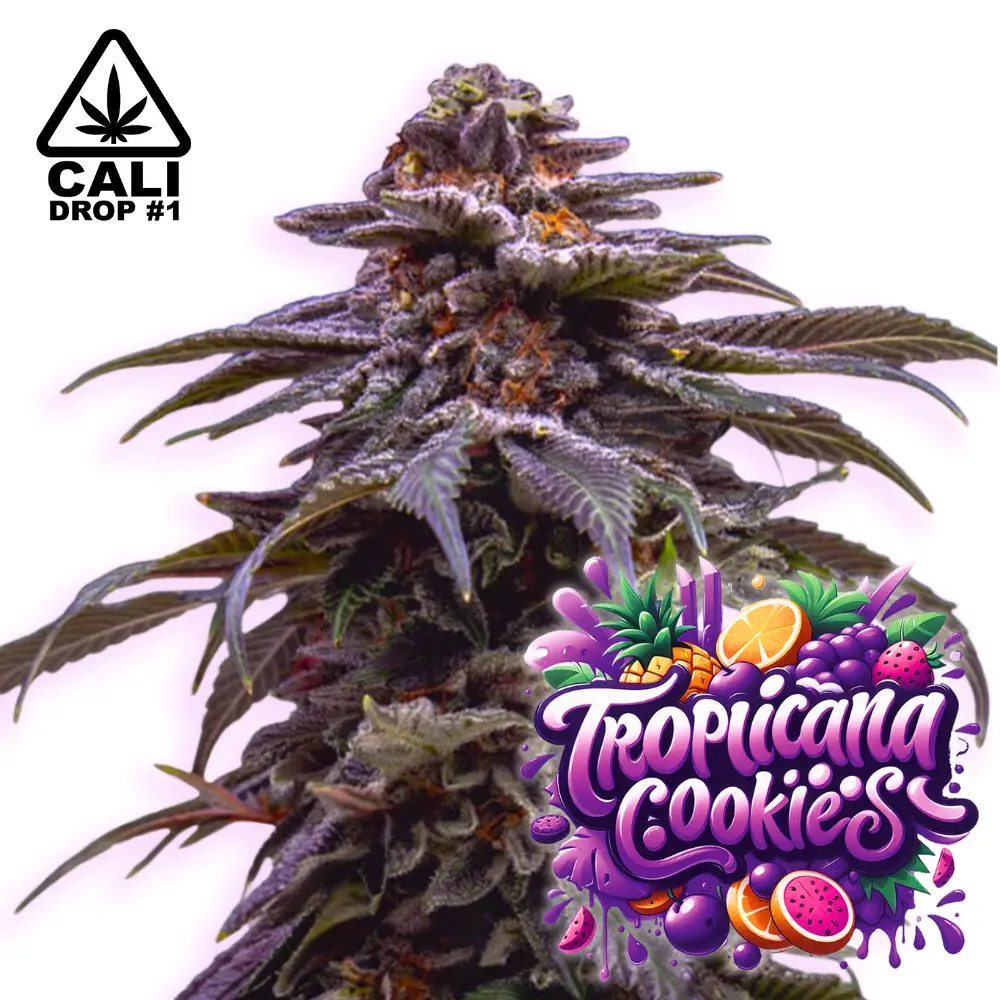 Baba Seeds Tropicana Cookies Purple Auto Cali Cannabis Samen