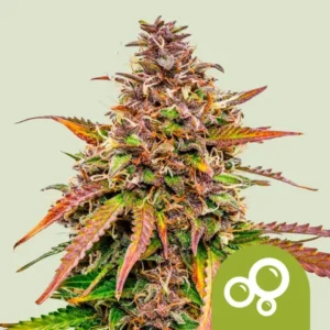 Bubble Kush Autoflowering I Royal Queen Seeds Cannabis Samen 