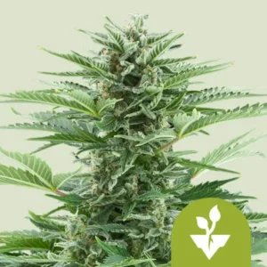 Easy Bud Autoflowering I Royal Queen Seeds Cannabis Samen