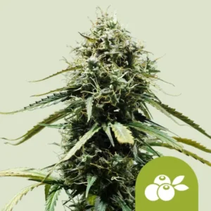 Haze Berry Autoflowering I Royal Queen Seeds Cannabis Samen