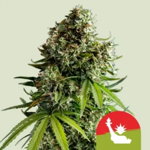 NYC Sour Diesel Auto I  Royal Queen Seeds Cannabis Samen Autoflowering