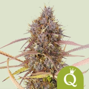 Purple Queen Autoflowering I Royal Queen Seeds Cannabis Samen 