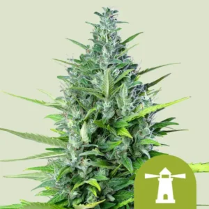 Royal Haze Autoflowering I Royal Queen Seeds Cannabis Samen 