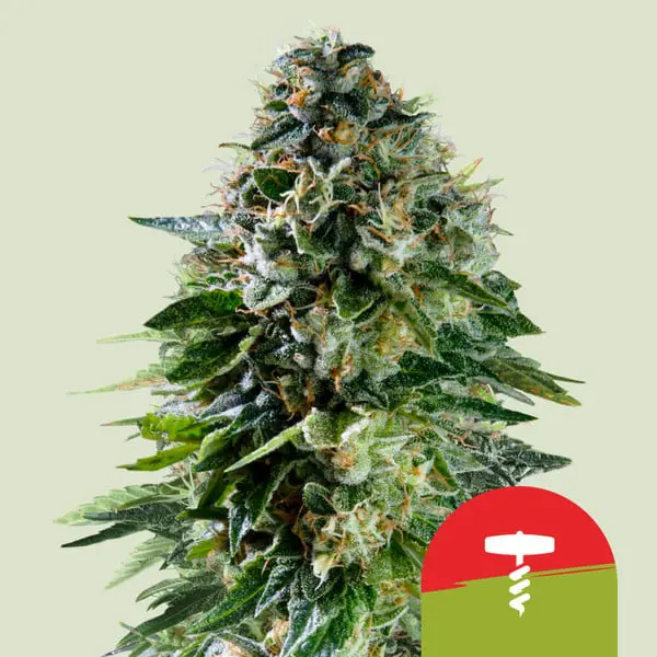 Royal Queen Seeds Tyson Corksrew auto Cannabissamen