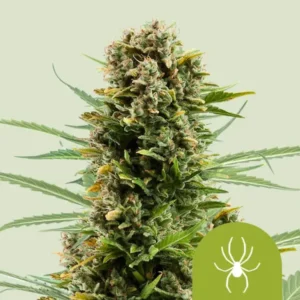 White Widow Autoflowering I Royal Queen Seeds Cannabis Samen