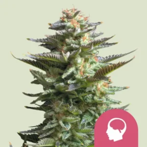 Royal Queen Seeds Amnesia Haze Cannabis Samen