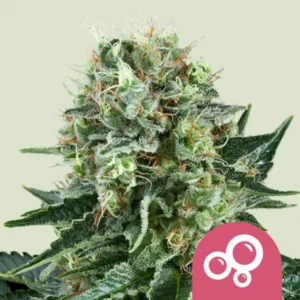 Royal Queen Seeds Bubble Kush Cannabis Samen