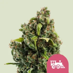 Royal Queen Seeds Candy Kush Express fast Cannabis SAmen