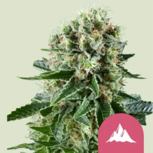 Royal Queen Seeds Critical Kush Cannabis Samen