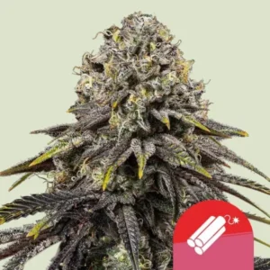 Royal Queen Seeds Dynamite Diesel Cannabis Samen