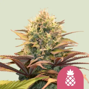 Royal Queen Seeds Pineapple Kush Cannabis Samen