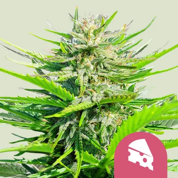 Royal Queen Seeds Royal Cheese Fast Cannabis Samen