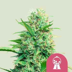 Royal Queen Seeds US Pink Runtz Cannabis Samen