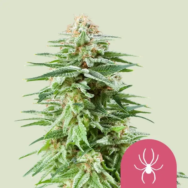 Royal Queen Seeds White Widow Cannabis Samen