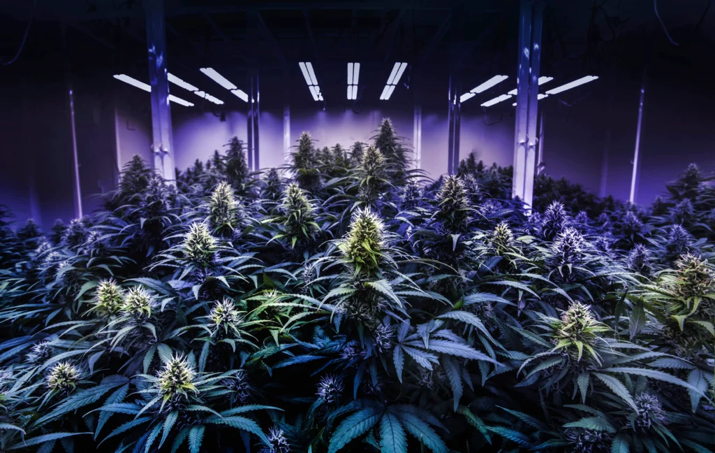 Blühende Cannabis Pflanzen im Grow Room