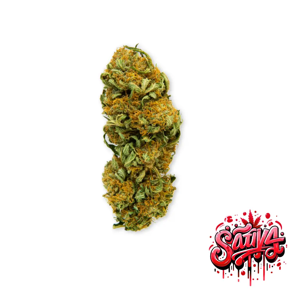 G-Force Sativa CBD Blueten Roter Hintergrund