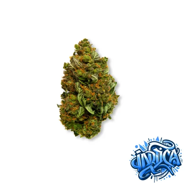 OG Kush Indica CBD Blueten auf Blauem Hintergrund