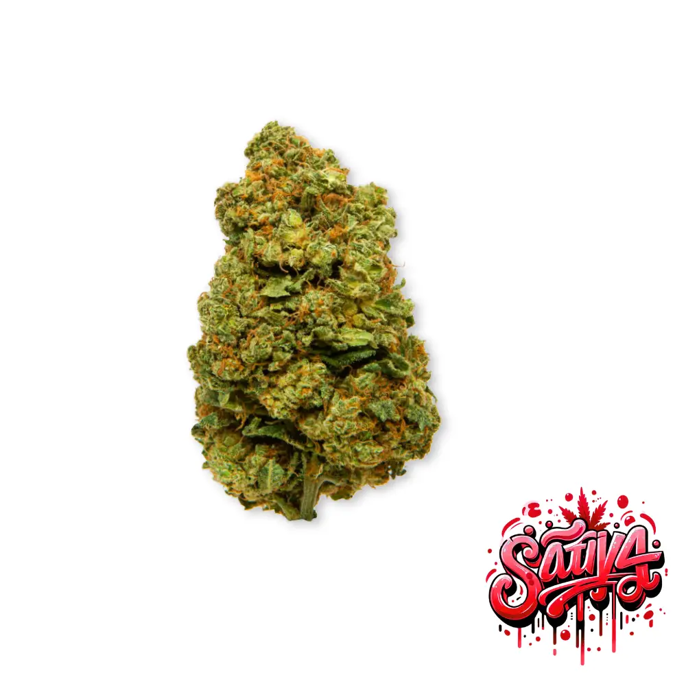 Sativa CBD Blueten der Sorte Rising Haze