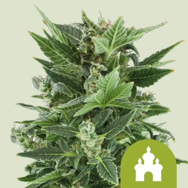 Royal Kush Autoflowering I Royal Queen Seeds Cannabis Samen 