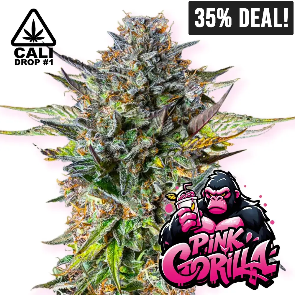 Baba Seeds Pink Gorilla Cali Cannabis Samen 35% Rabatt