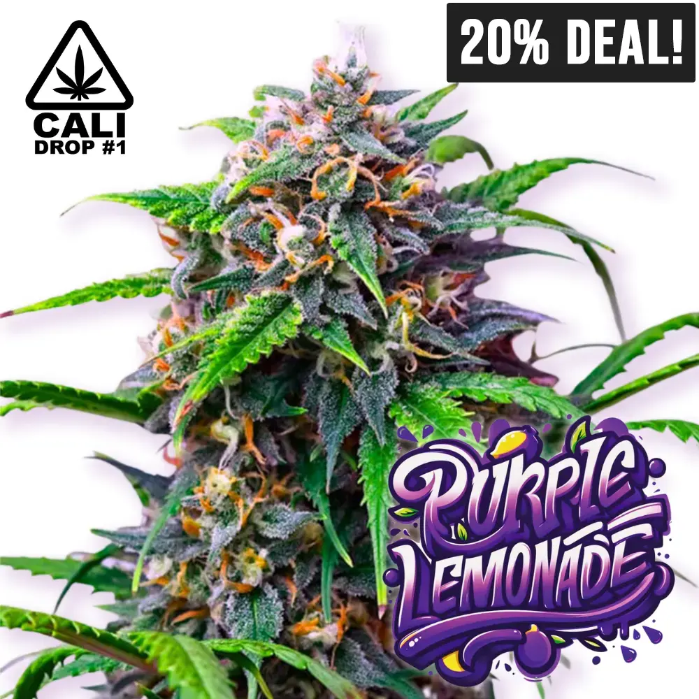 Baba Seeds Purple Lemonade Auto 20% Deal - Cali Drop 1