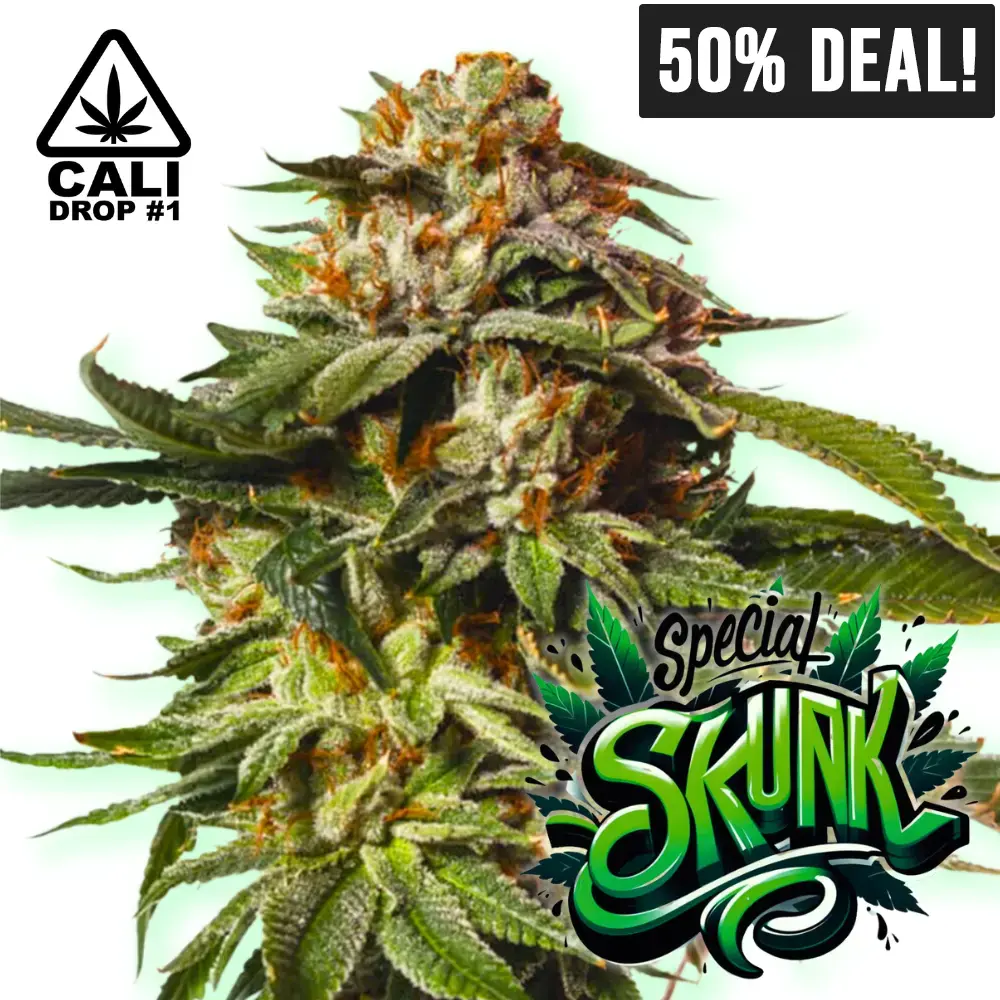 Baba Seeds Special Skunk Auto 50% Deal - Cali Drop 1