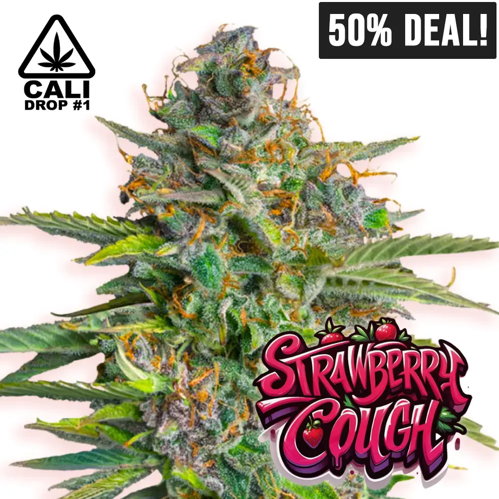 Baba Seeds Strawberry Cough Cali Cannabis Samen 50% Deal