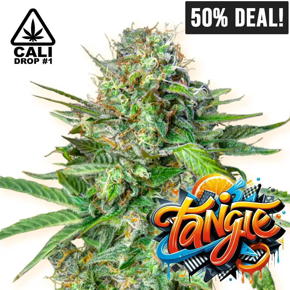 Baba Seeds Tangie Cali Cannabis Samen 50% Deal