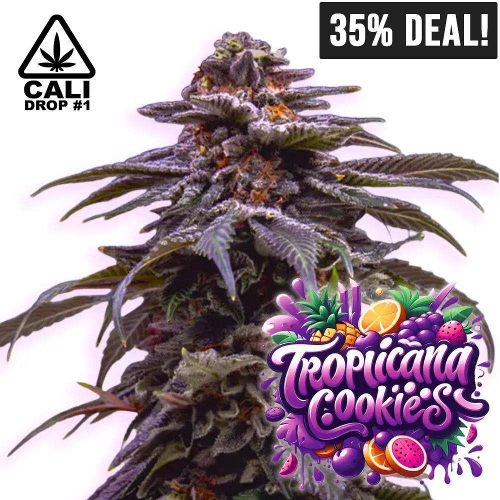 Tropicana Cookies Purple auto - Baba Seeds - 35% Deal