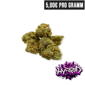 Hybrid Blueberry Cake CBD Blueten Lila Hintergrund