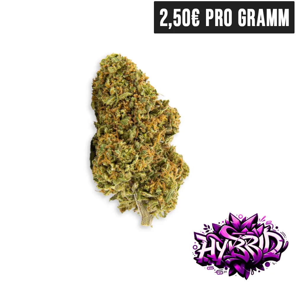 CBD Blueten Hybrid Gorilla Glue auf lila Hintergund