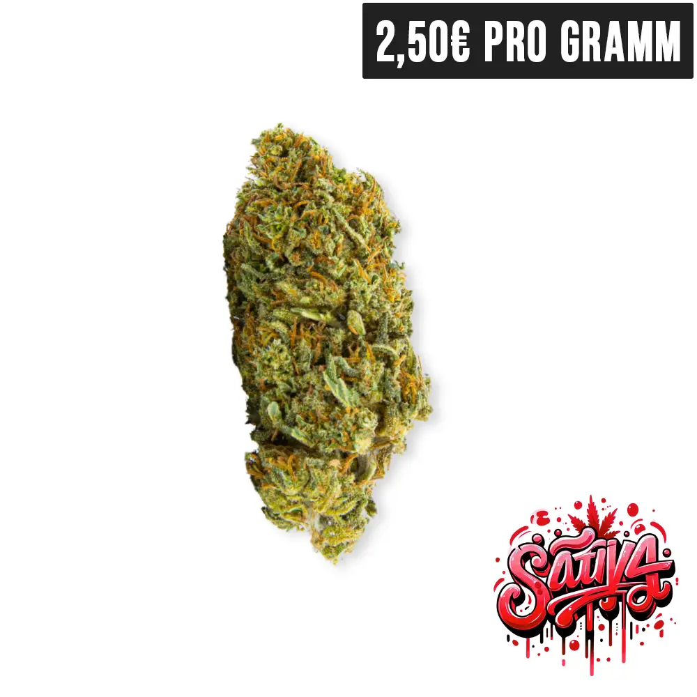 Sativa CBD Blueten auf Rotem Hintergrund