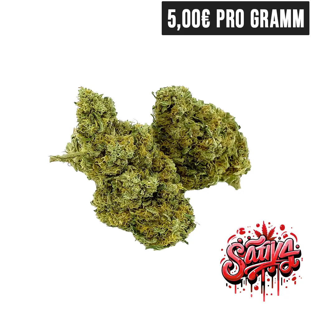 Tropical skunk.webp